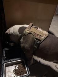 Found/Stray Female Dog last seen Hawthorne Ave & Catawba , Fontana, CA 92335