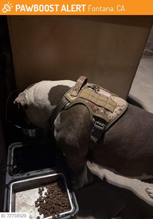 Found/Stray Female Dog last seen Hawthorne Ave & Catawba , Fontana, CA 92335