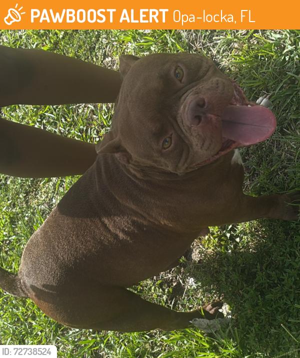 Found/Stray Female Dog last seen Near opa-locka, Opa-locka, FL 33054