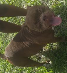 Found/Stray Female Dog last seen Near opa-locka, Opa-locka, FL 33054