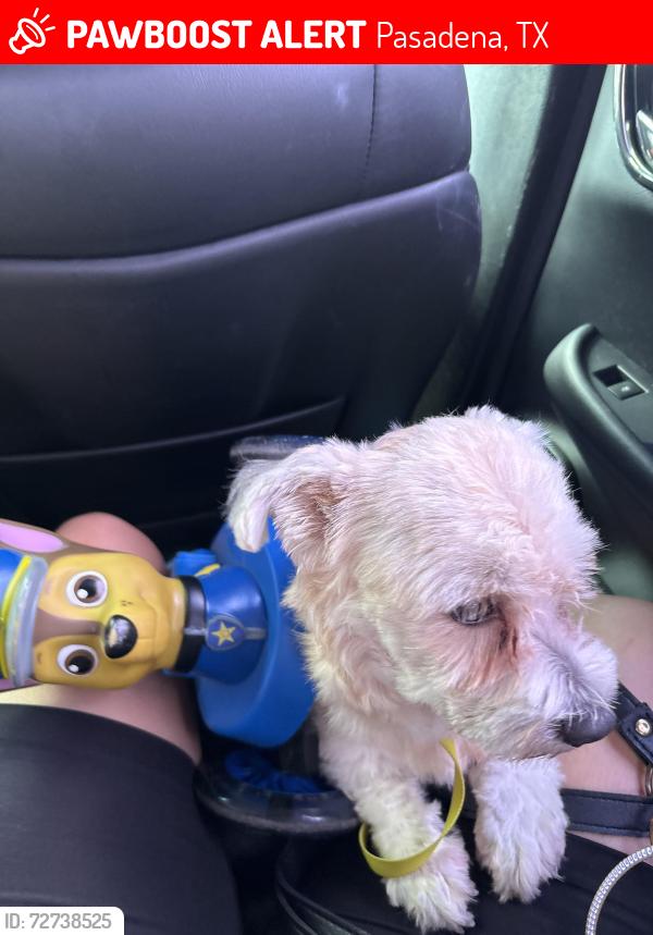 Lost Male Dog last seen Steep rock dr, Pasadena, TX 77504
