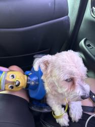 Lost Male Dog last seen Steep rock dr, Pasadena, TX 77504