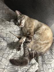 Lost Male Cat last seen Windsor Garden apmt , Tustin, CA 92780