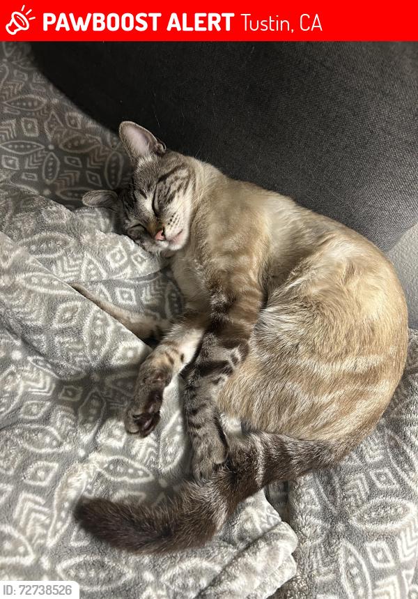 Lost Male Cat last seen Windsor Garden apmt , Tustin, CA 92780
