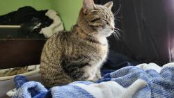 Lost Female Cat last seen My home, Twin Lake, MI 49457