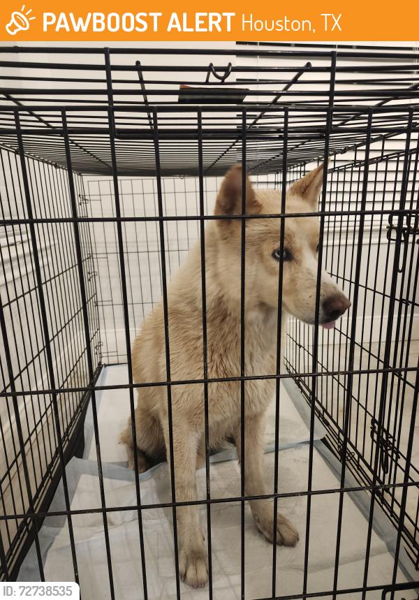 Found/Stray Male Dog last seen Hillcroft St, Houston, TX 77057, Houston, TX 77057
