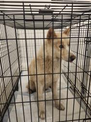 Found/Stray Male Dog last seen Hillcroft St, Houston, TX 77057, Houston, TX 77057