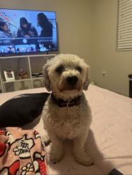 Lost Male Dog last seen Hayden dr, Maricopa, AZ 85138