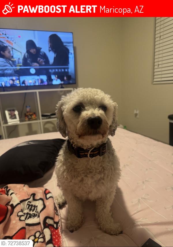 Lost Male Dog last seen Hayden dr, Maricopa, AZ 85138