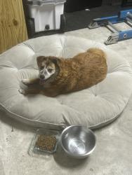 Found/Stray Unknown Dog last seen Near grosbeak ln, Magnolia, TX 77354