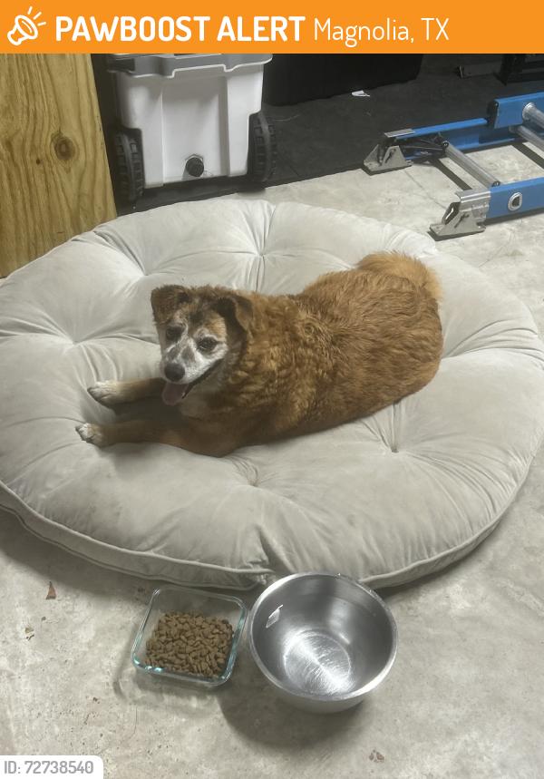 Found/Stray Unknown Dog last seen Near grosbeak ln, Magnolia, TX 77354