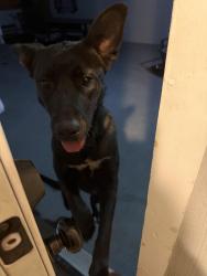 Found/Stray Female Dog last seen Lawlor street, Oakland, CA 94605