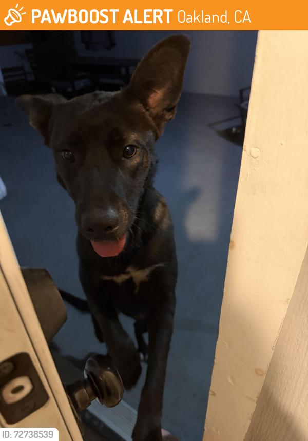 Found/Stray Female Dog last seen Lawlor street, Oakland, CA 94605