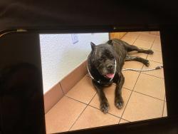 Found/Stray Female Dog last seen Connie Drive and Naomi Way, Sacramento, CA 95821