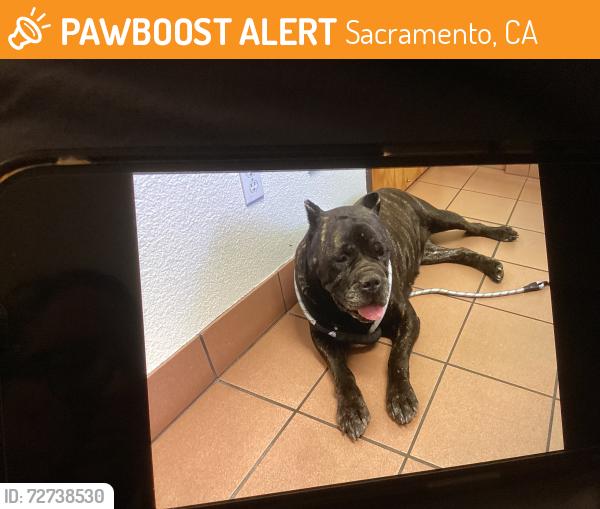 Found/Stray Female Dog last seen Connie Drive and Naomi Way, Sacramento, CA 95821