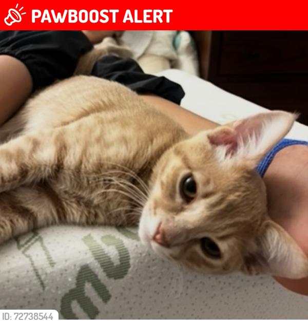 Lost Male Cat last seen Princess Anne, La Cañada Flintridge, CA 91011