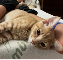 Lost Male Cat last seen Princess Anne, La Cañada Flintridge, CA 91011