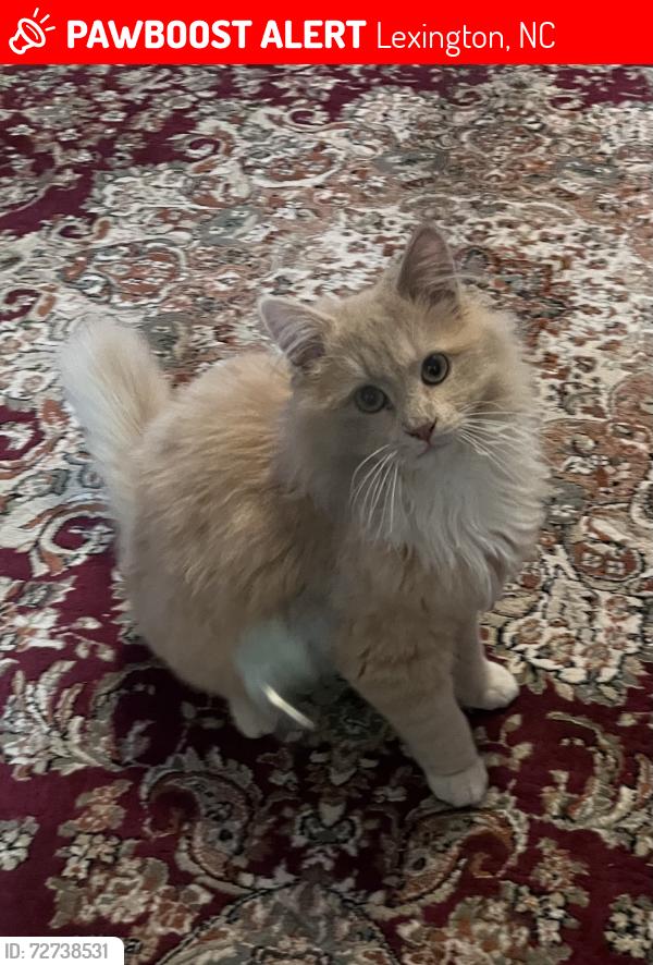 Lost Male Cat last seen Westside Drive, Lexington, NC 27292