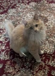 Lost Male Cat last seen Westside Drive, Lexington, NC 27292