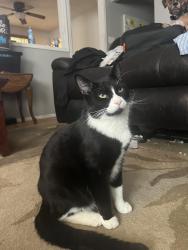 Lost Male Cat last seen Oakwood park , Westminster, CO 80031