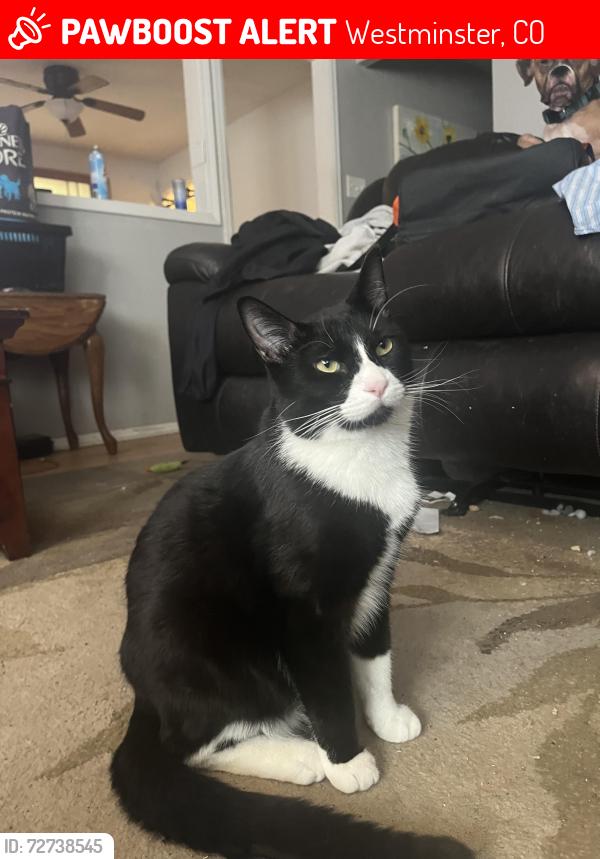 Lost Male Cat last seen Oakwood park , Westminster, CO 80031
