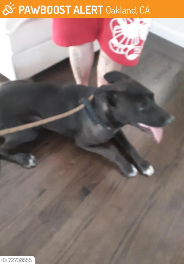 Found/Stray Female Dog last seen 94th Ave. and Lawlor, Oakland, Oakland, CA 94605