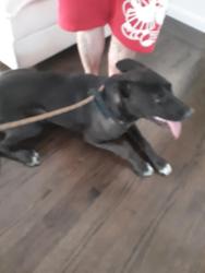 Found/Stray Female Dog last seen 94th Ave. and Lawlor, Oakland, Oakland, CA 94605