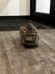 Found/Stray Female Cat last seen By Dakota dunes apmts, Dakota Dunes, SD 57049