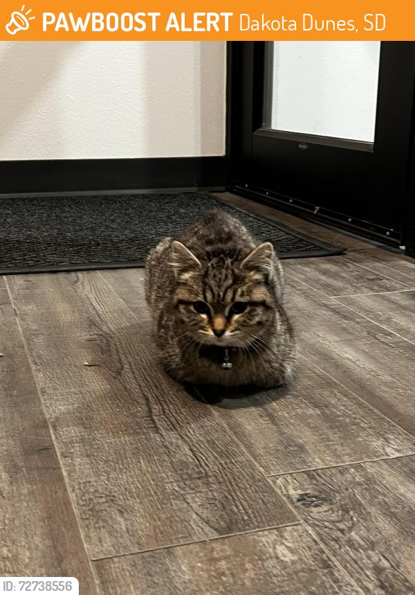 Found/Stray Female Cat last seen By Dakota dunes apmts, Dakota Dunes, SD 57049