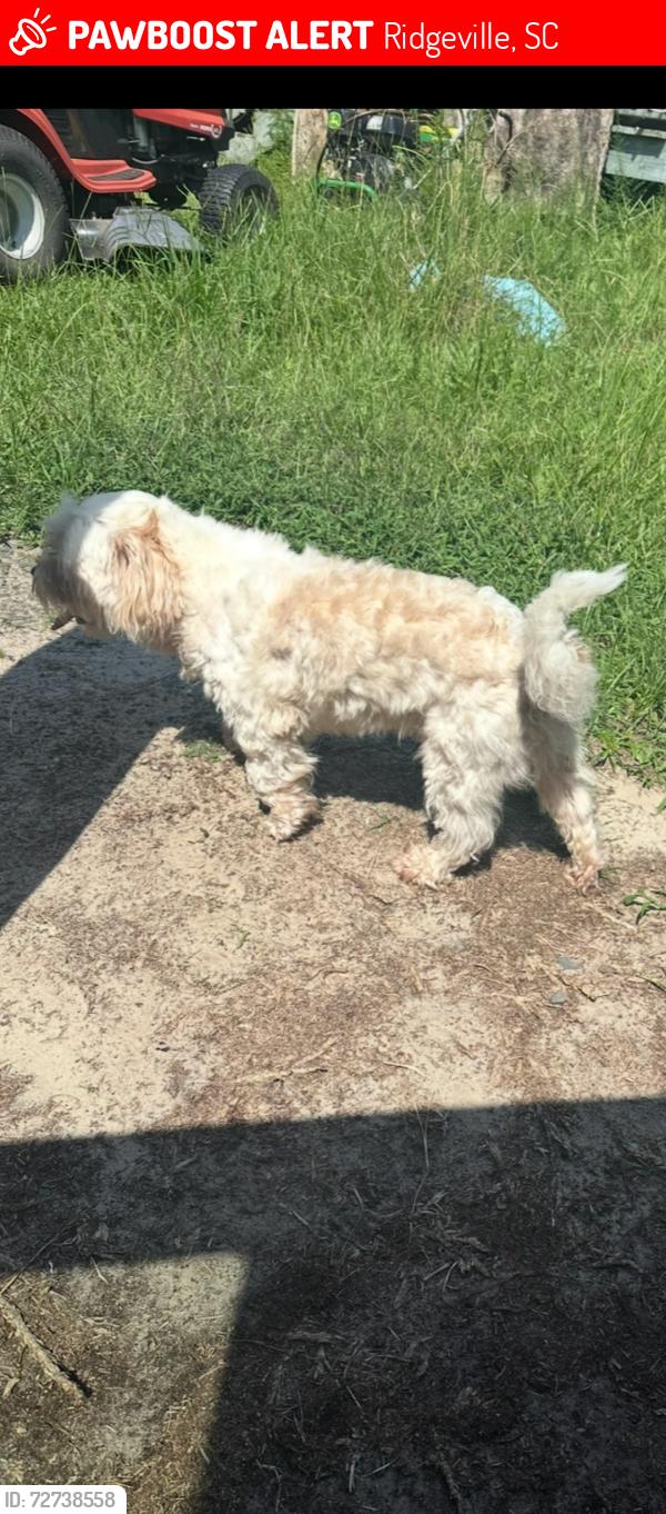 Lost Male Dog last seen Winterseat ridgeville sc , Ridgeville, SC 29472