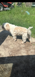 Lost Male Dog last seen Winterseat ridgeville sc , Ridgeville, SC 29472