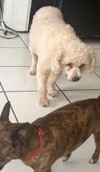 Lost Male Dog last seen Warren St, Terrell, TX 75160
