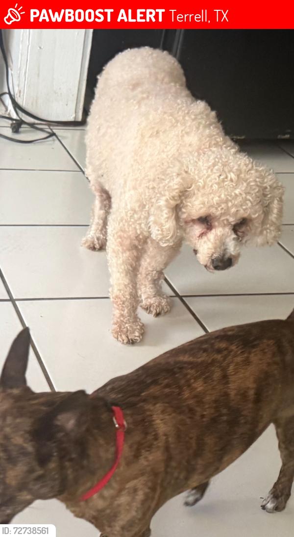 Lost Male Dog last seen Warren St, Terrell, TX 75160