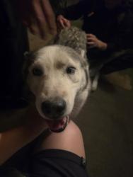 Found/Stray Female Dog last seen Mission park, Glendale, AZ 85302