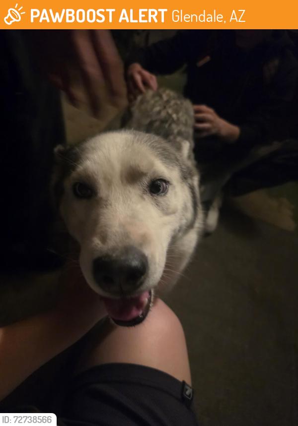 Found/Stray Female Dog last seen Mission park, Glendale, AZ 85302
