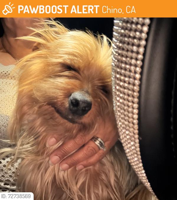Found/Stray Male Dog last seen Central &Philadelphia, Chino, CA 91710