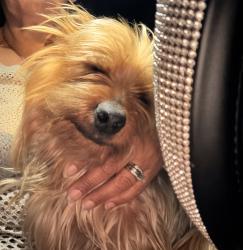 Found/Stray Male Dog last seen Central &Philadelphia, Chino, CA 91710