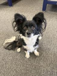 Lost Female Dog last seen Calistoga and Annet , Henderson, NV 89052