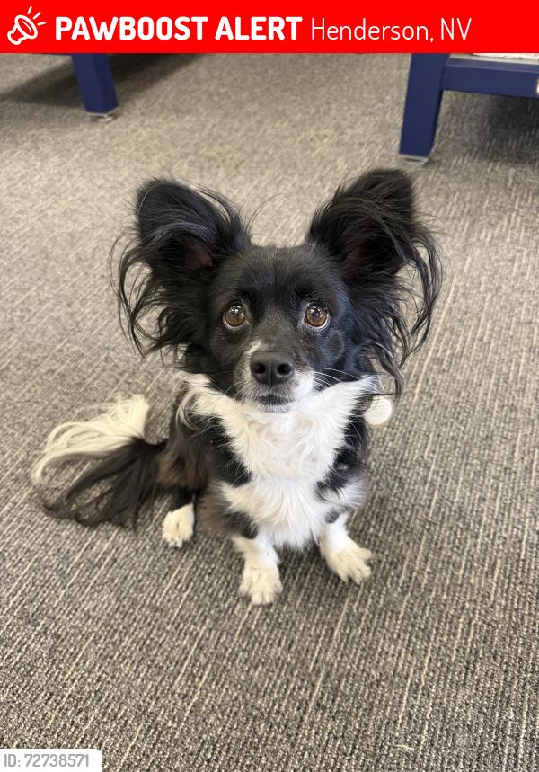 Lost Female Dog last seen Calistoga and Annet , Henderson, NV 89052