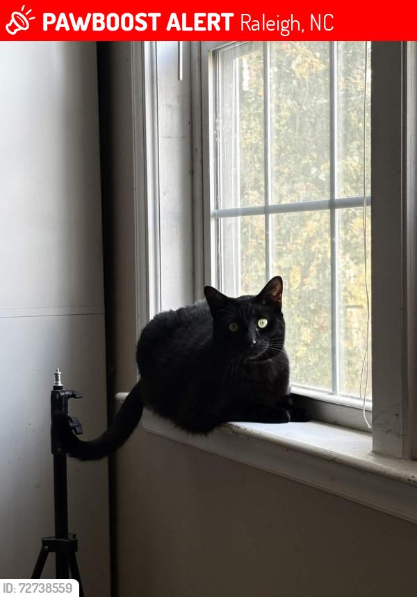 Lost Male Cat last seen Brightwell Ln/Maybrook Dr, Raleigh, NC 27610