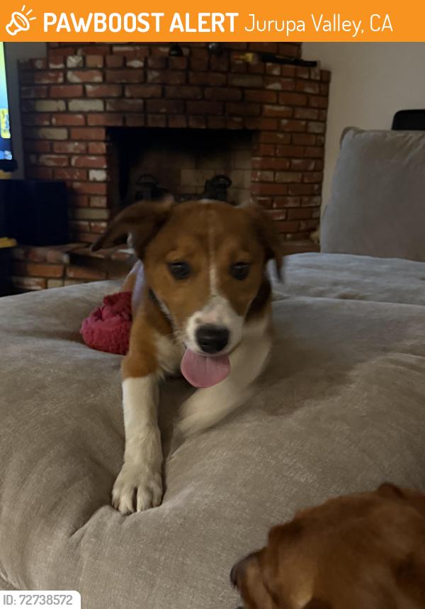 Found/Stray Male Dog last seen Limonite by the Ross, Jurupa Valley, CA 91752