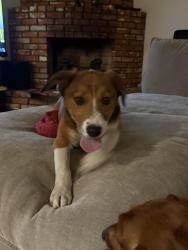 Found/Stray Male Dog last seen Limonite by the Ross, Jurupa Valley, CA 91752