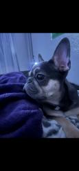 Lost Female Dog last seen Tropicana and Nellis, Las Vegas, NV 89122