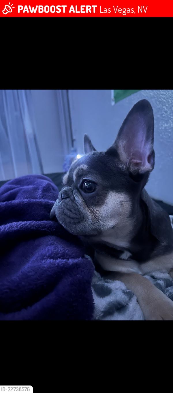 Lost Female Dog last seen Tropicana and Nellis, Las Vegas, NV 89122