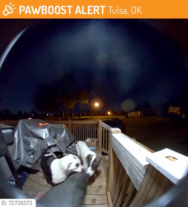 Found/Stray Unknown Dog last seen 51st Street , Tulsa, OK 74107
