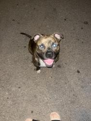 Found/Stray Unknown Dog last seen 1058-1050 Bernal Heights Blvd, San Francisco, CA 94110, San Francisco, CA 94110