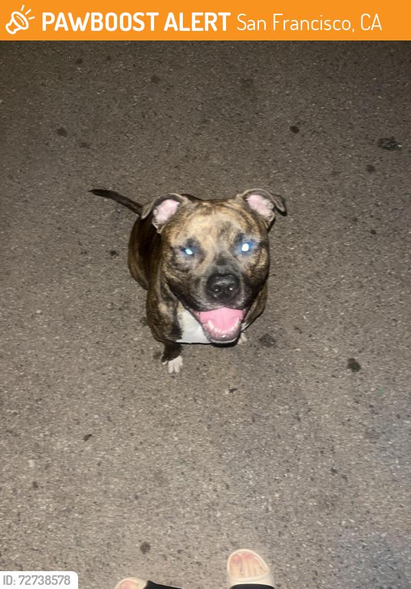 Found/Stray Unknown Dog last seen 1058-1050 Bernal Heights Blvd, San Francisco, CA 94110, San Francisco, CA 94110