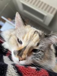Lost Female Cat last seen Lotus of Siam , Las Vegas Valley, NV 89121