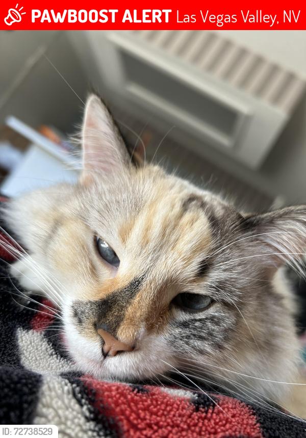 Lost Female Cat last seen Lotus of Siam , Las Vegas Valley, NV 89121