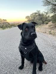 Lost Male Dog last seen Rock Cliff Blv , Oracle, AZ 85623